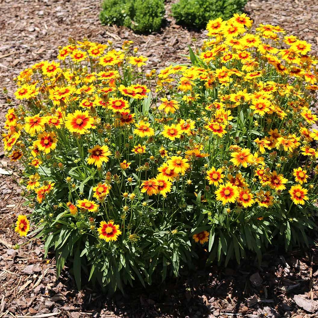 Better Versions® UptickTM Gold & Bronze Coreopsis Plant