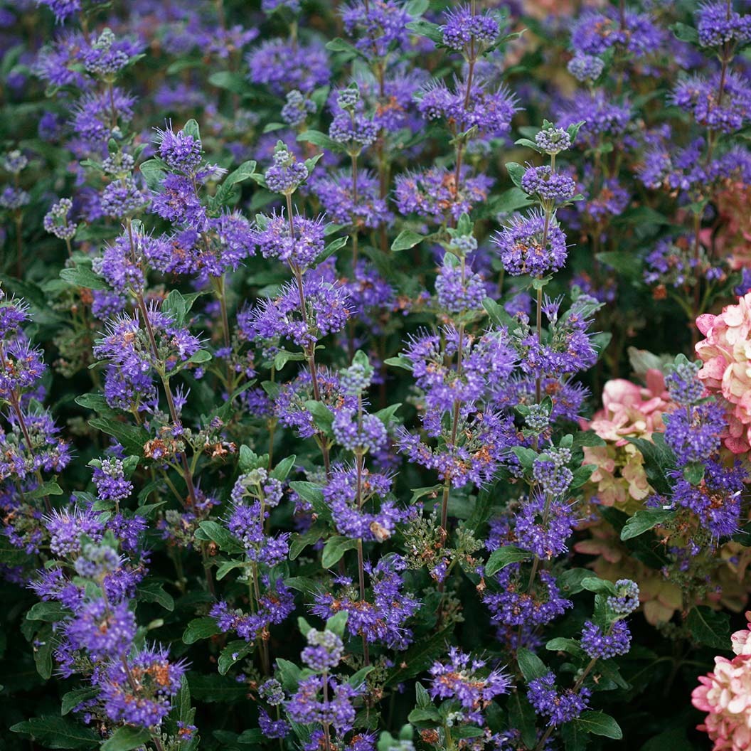 Proven Winners® Beyond Midnight® Bluebeard Shrub