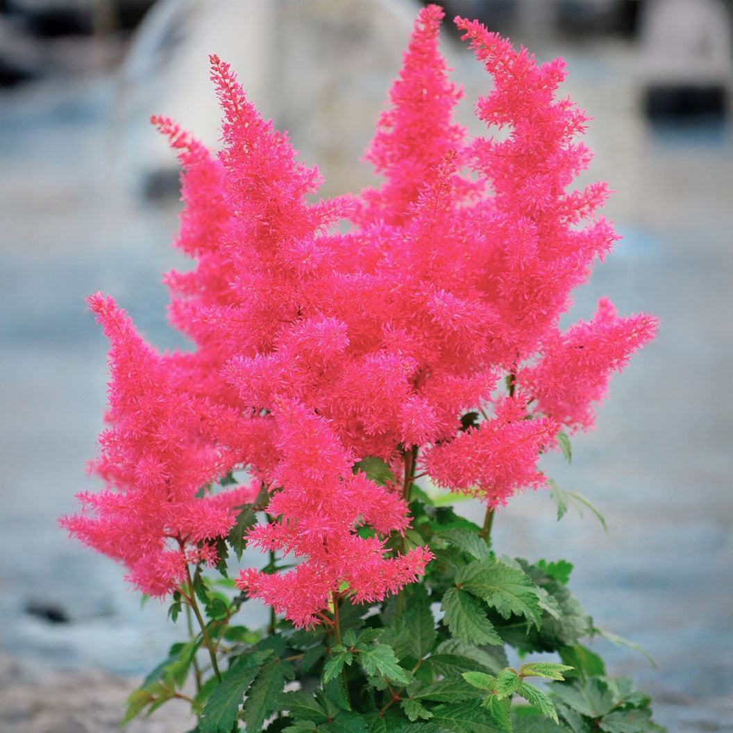 MusicTM Drum & Bass Astilbe Plant