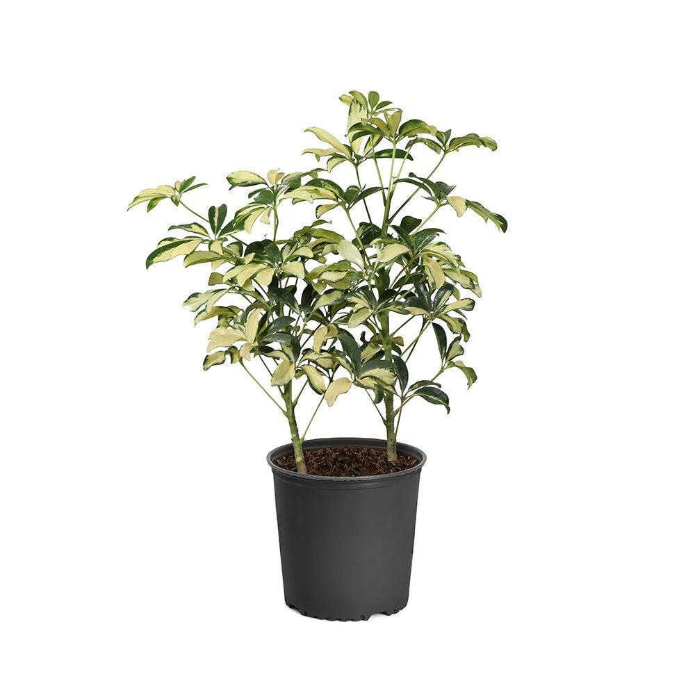 Variegated Dwarf Umbrella Tree