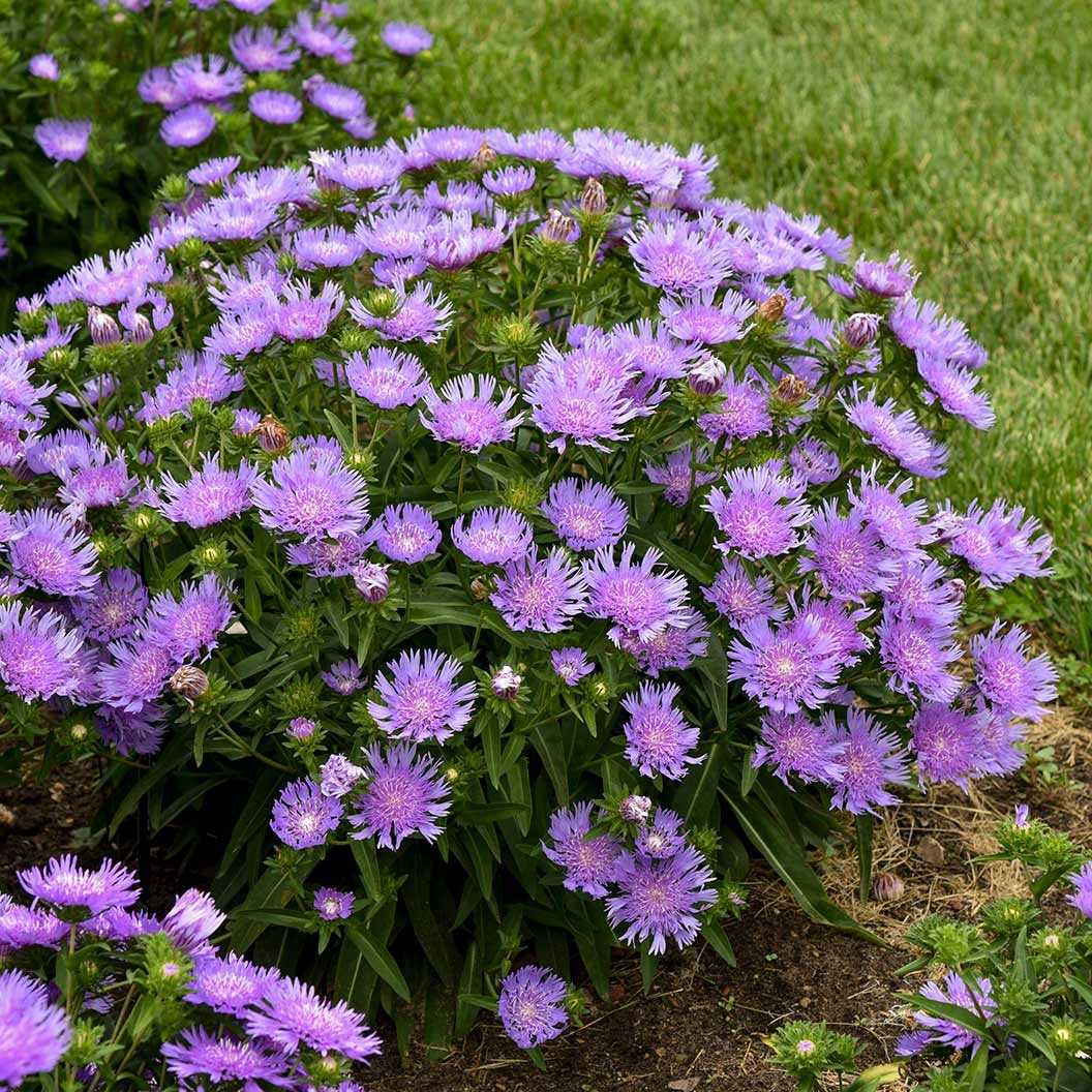 Totally StokedTM 'Riptide' Stoke's Aster Plant