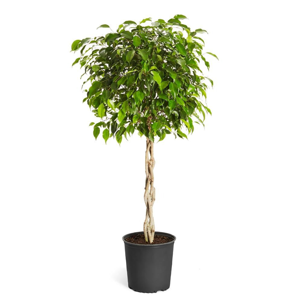 Braided Benjamina Ficus Tree
