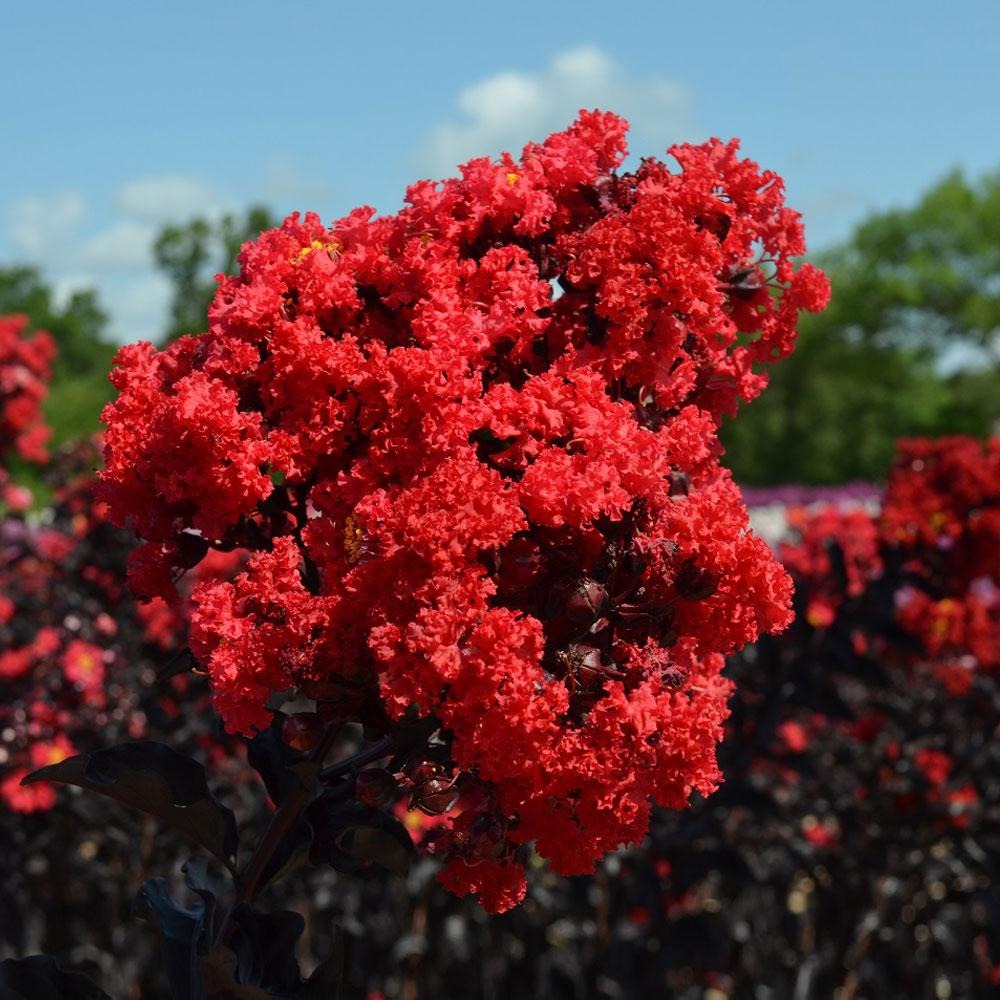Black Diamond® Best RedTM Crape Myrtle Tree
