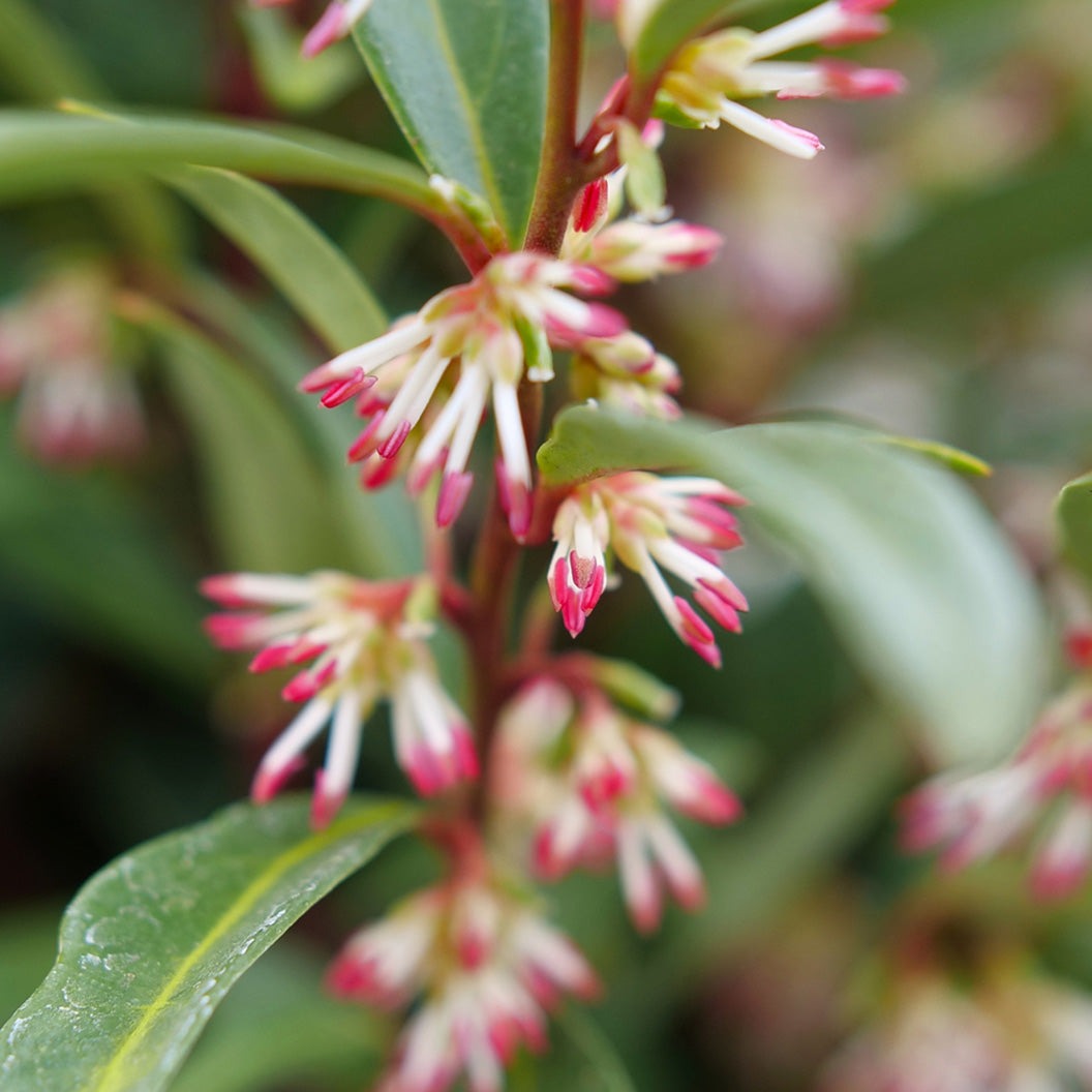 Proven Winners® Sweet & LoTM Sweet Box Shrub