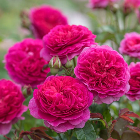 David Austin® Gabriel OakTM Rose Shrub