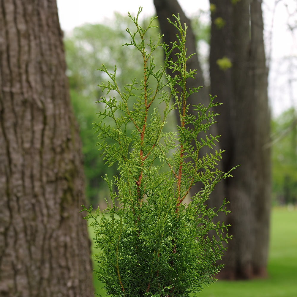 Sugar and SpiceTM Thuja