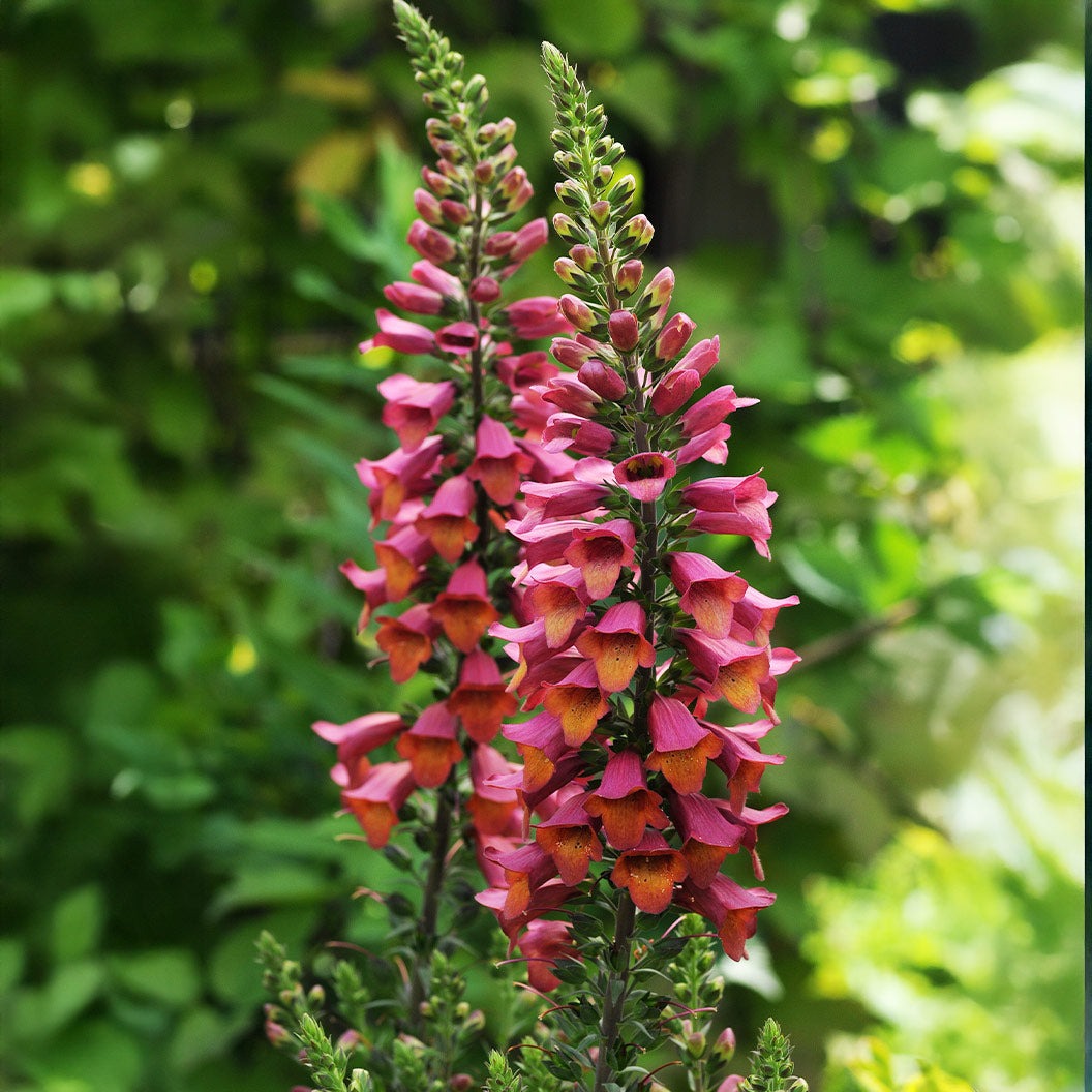 Digitalis Arctic FoxTM Rose Foxglove