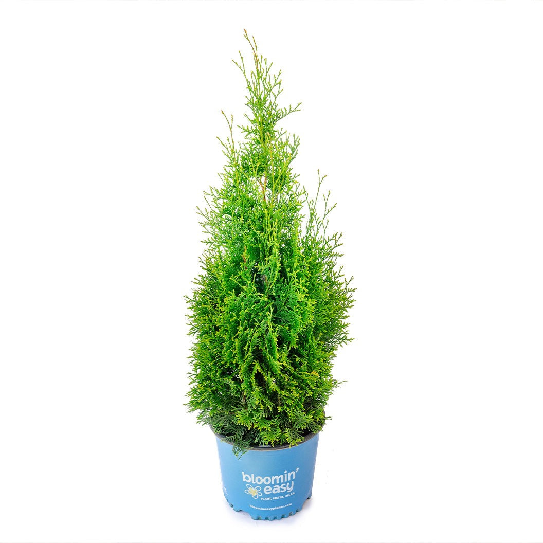 Private JetTM Arborvitae