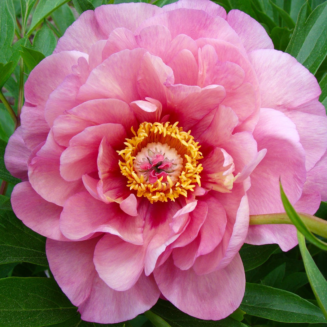 Garden Candy® Double Bubble PinkTM Itoh Peony Plant