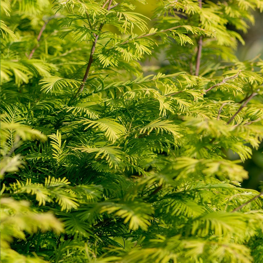 Amber GlowTM Redwood Tree