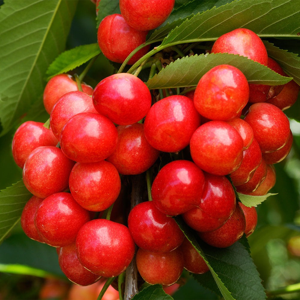 Coral Champagne Cherry Tree