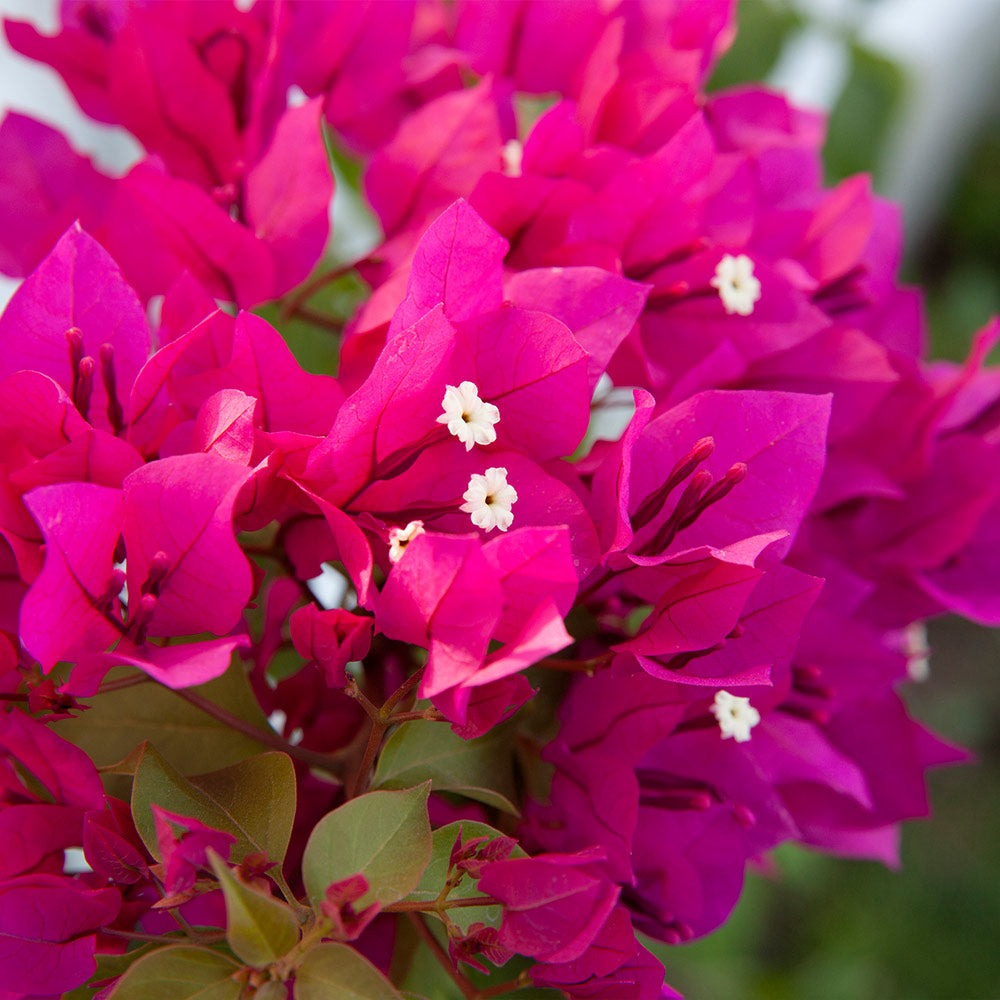 Barbara Karst Bougainvillea Shrub