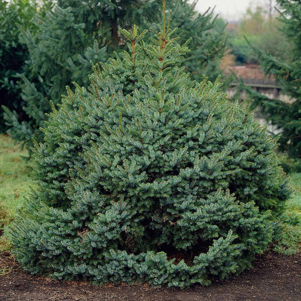 Dwarf Serbian Spruce Tree