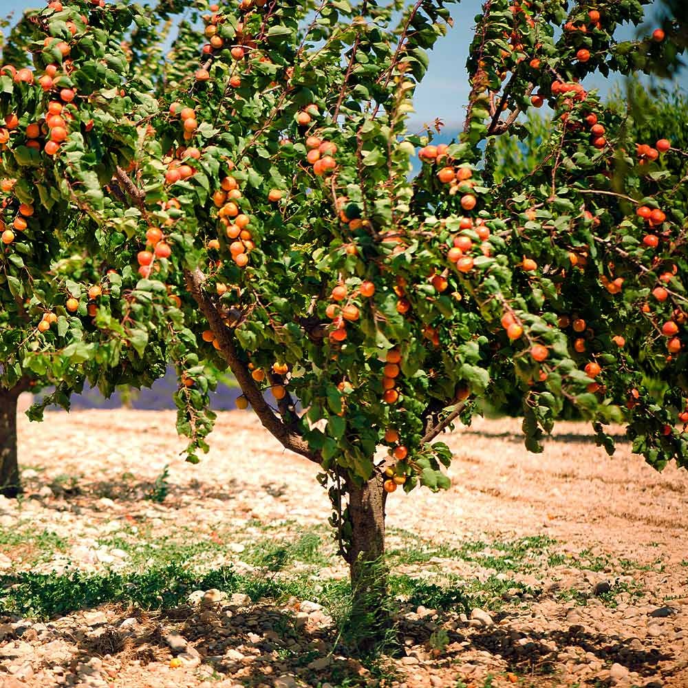 Blenheim Apricot Tree