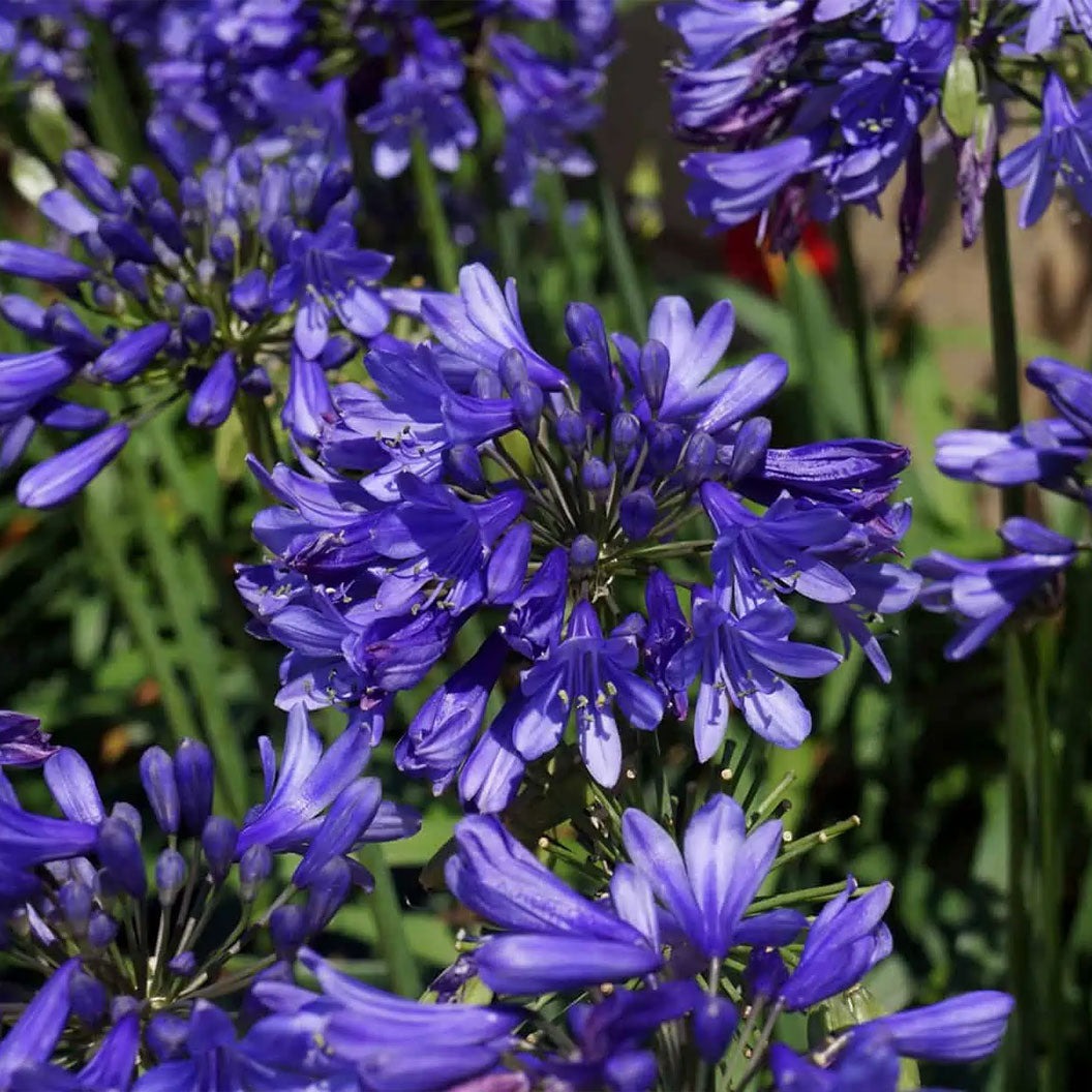Ever SapphireTM Agapanthus Plant