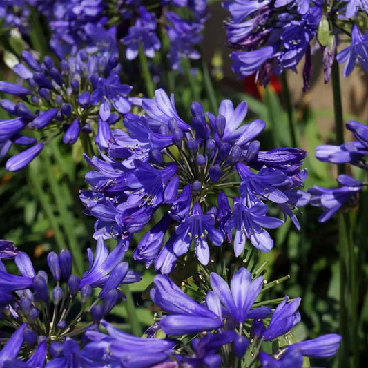 Ever SapphireTM Agapanthus Plant
