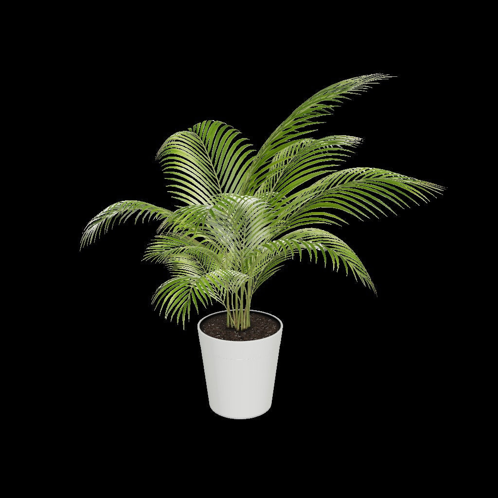 Areca Palm Tree