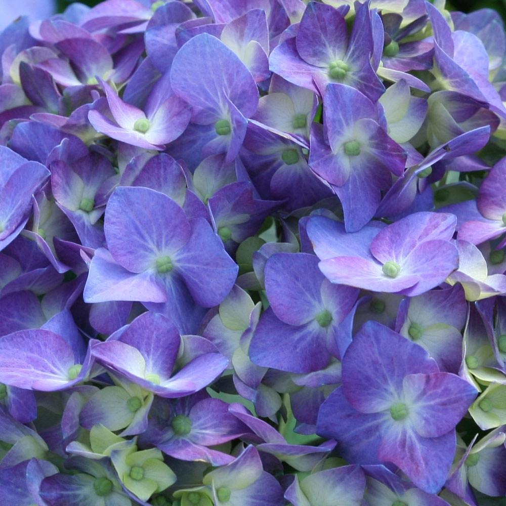 Proven Winners® Let's Dance® Blue Jangles Hydrangea Shrub