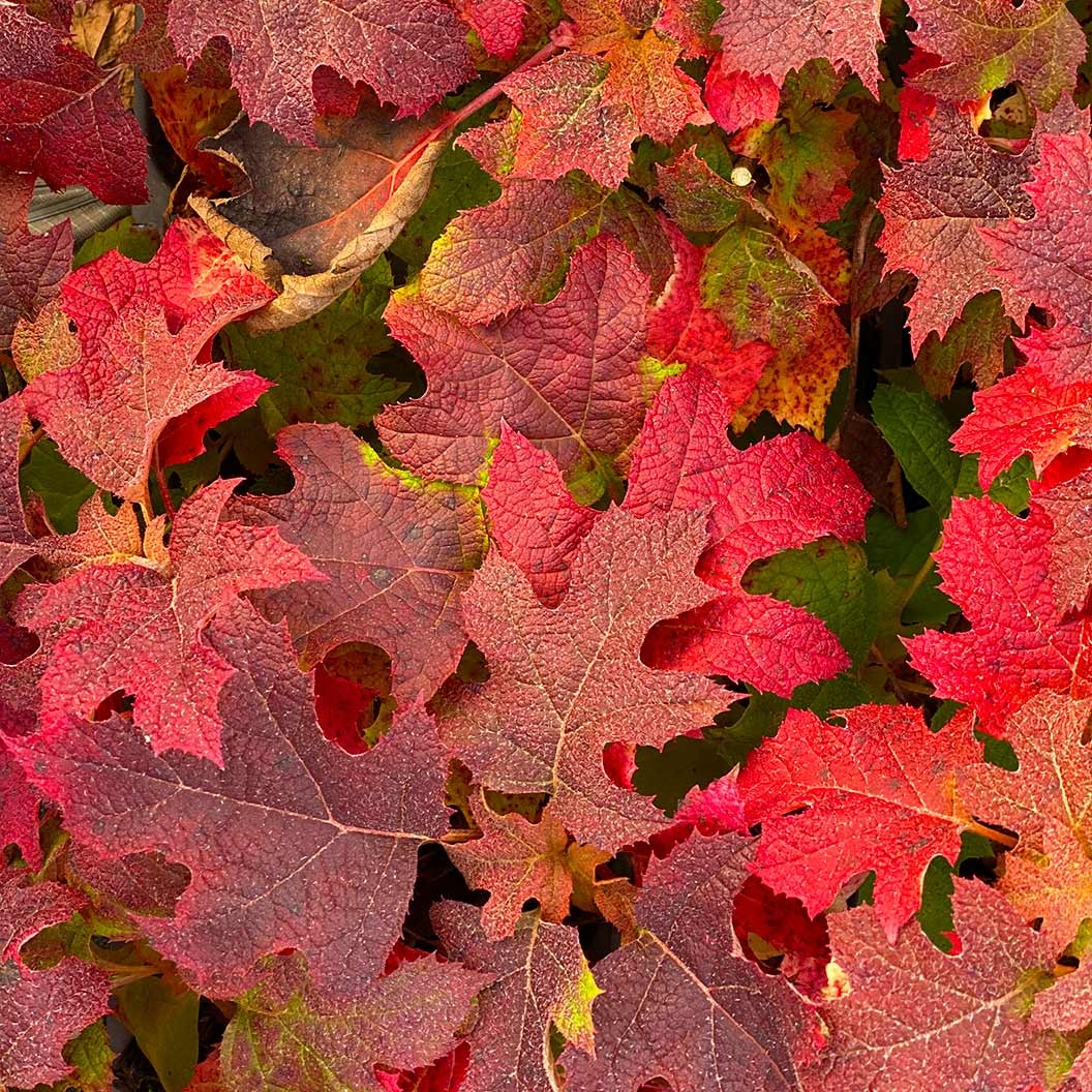 Proven Winners® Gatsby Glow BallTM Oakleaf Hydrangea
