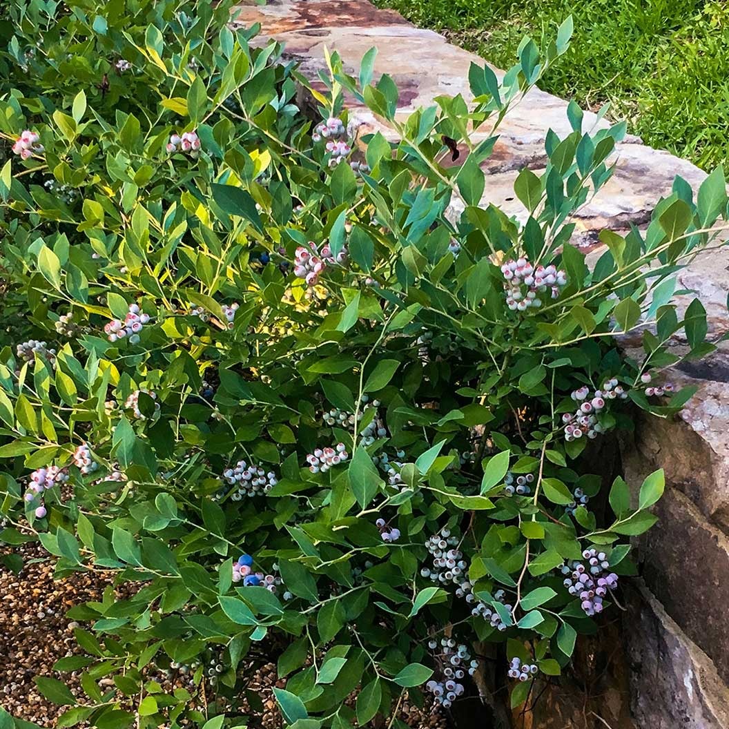 Southern Living® Downhome Harvest® Hello Darlin® Blueberry Shrub