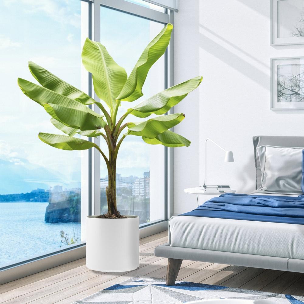 Cold Hardy Banana Tree
