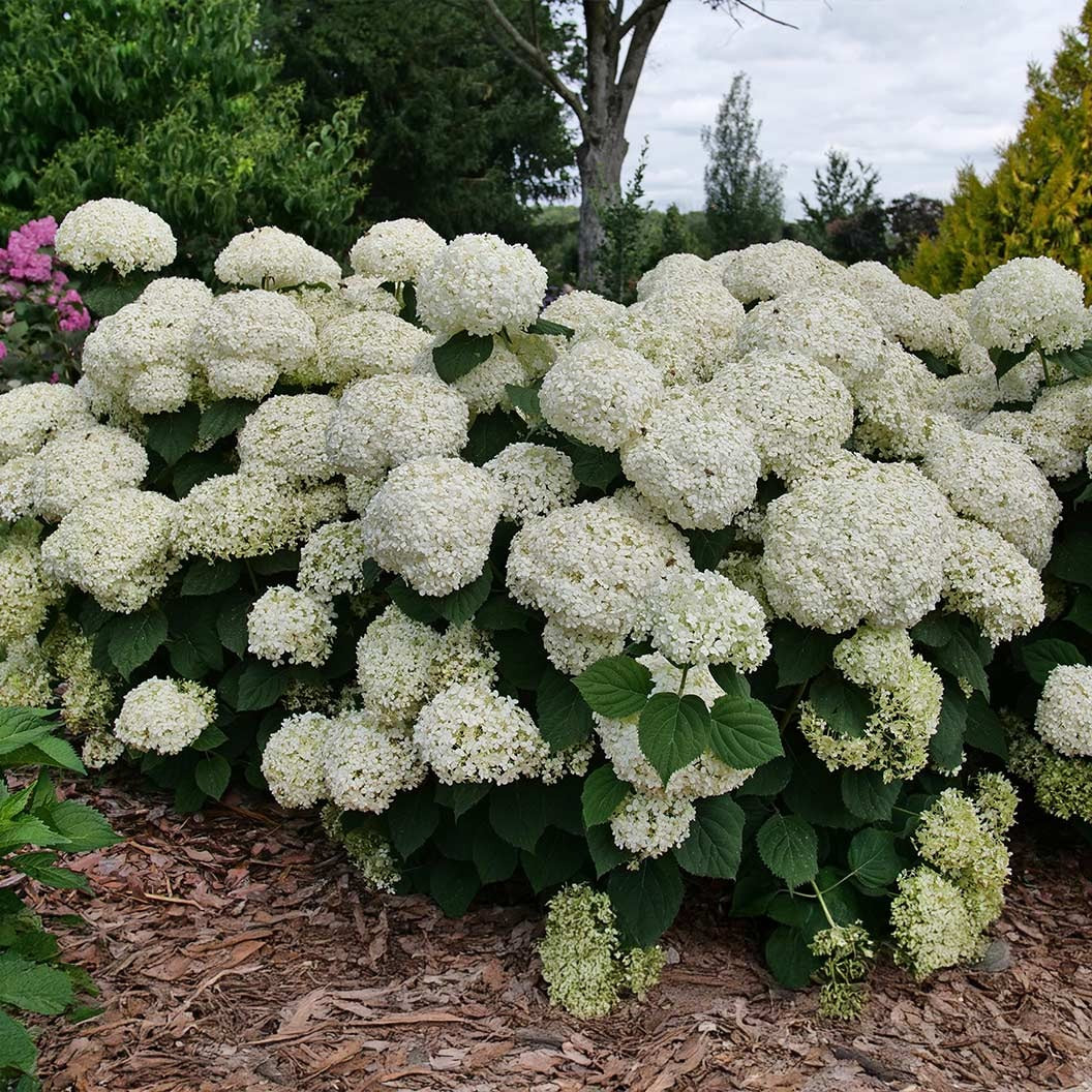 Proven Winners® Incrediball® Storm ProofTM Hydrangea