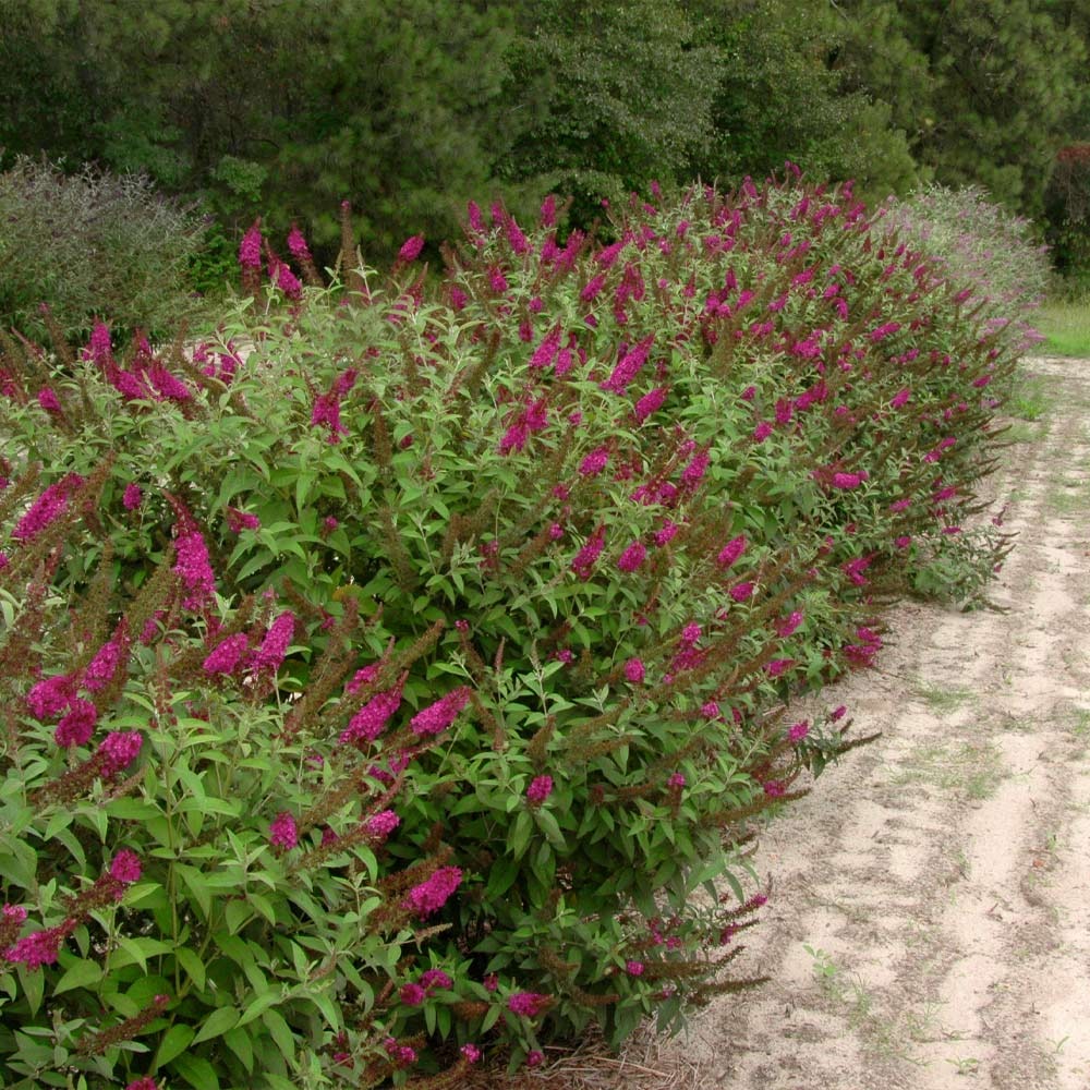 Proven Winners® Miss Molly Butterfly Bush