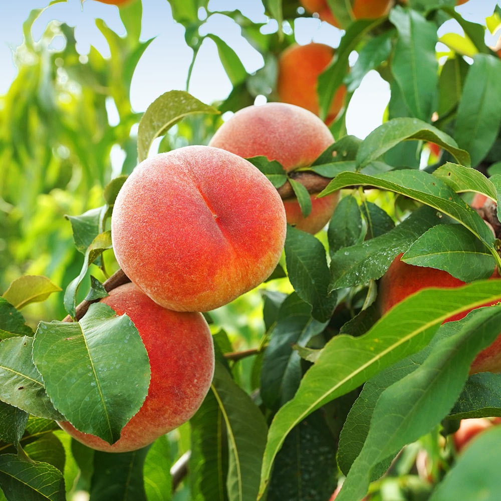 June Gold Peach Tree