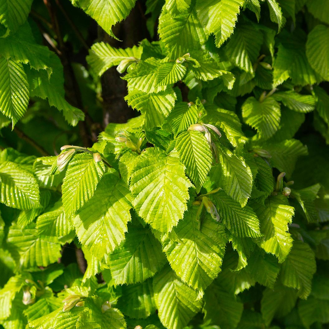Dwarf Columnar Hornbeam Tree