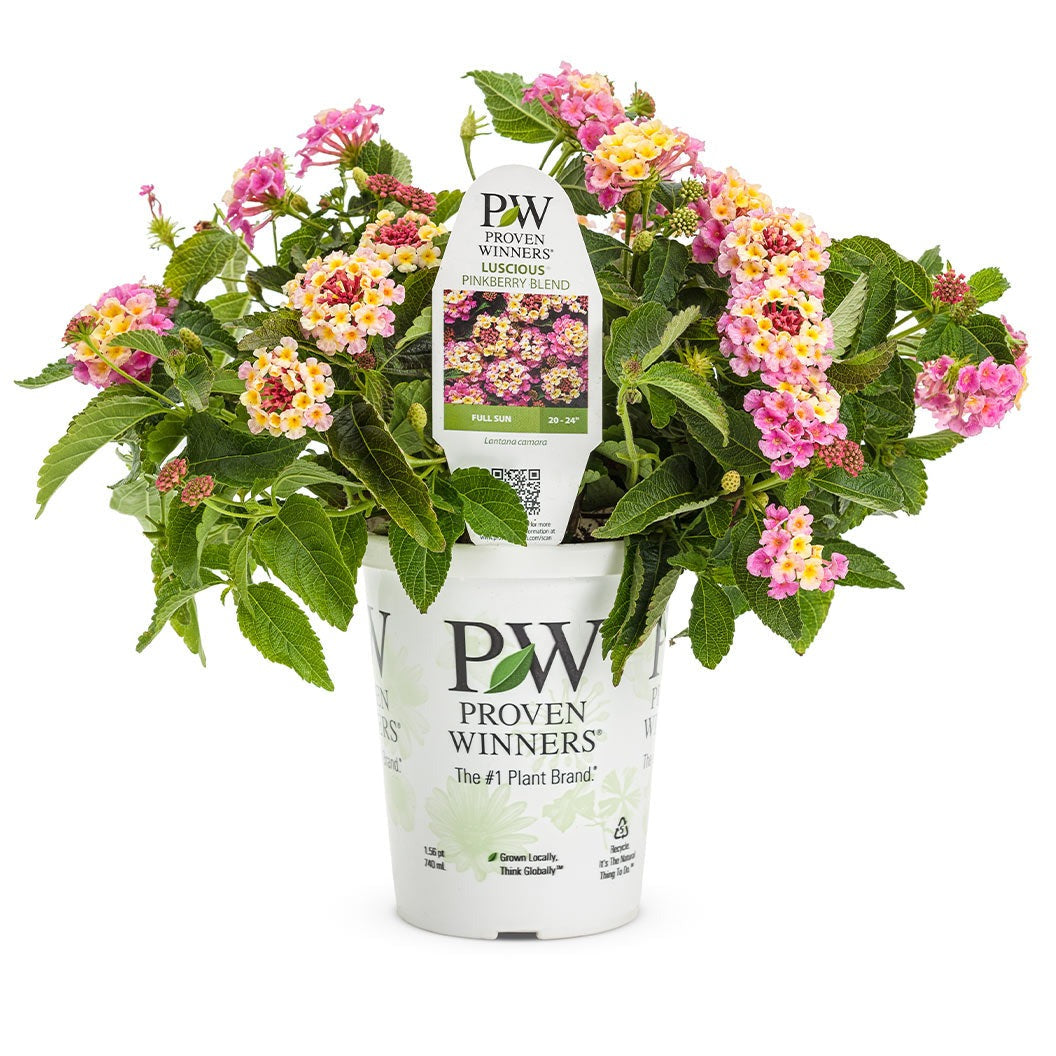 Proven Winners® Luscious® Pinkberry BlendTM Lantana