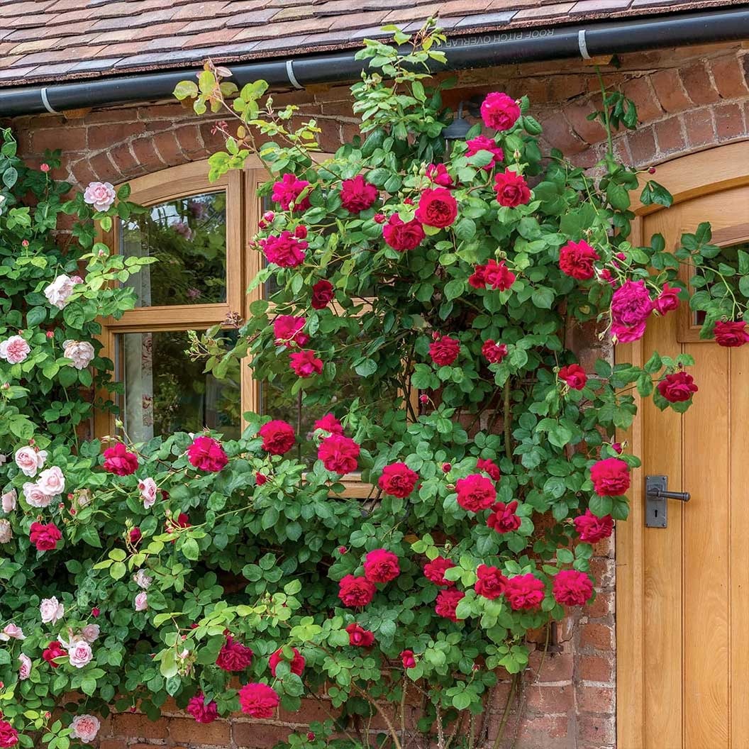 David Austin® Tess of the d’UrbervillesTM Climbing Rose