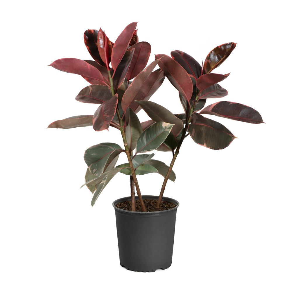 Ficus Ruby (Variegated Rubber Plant)