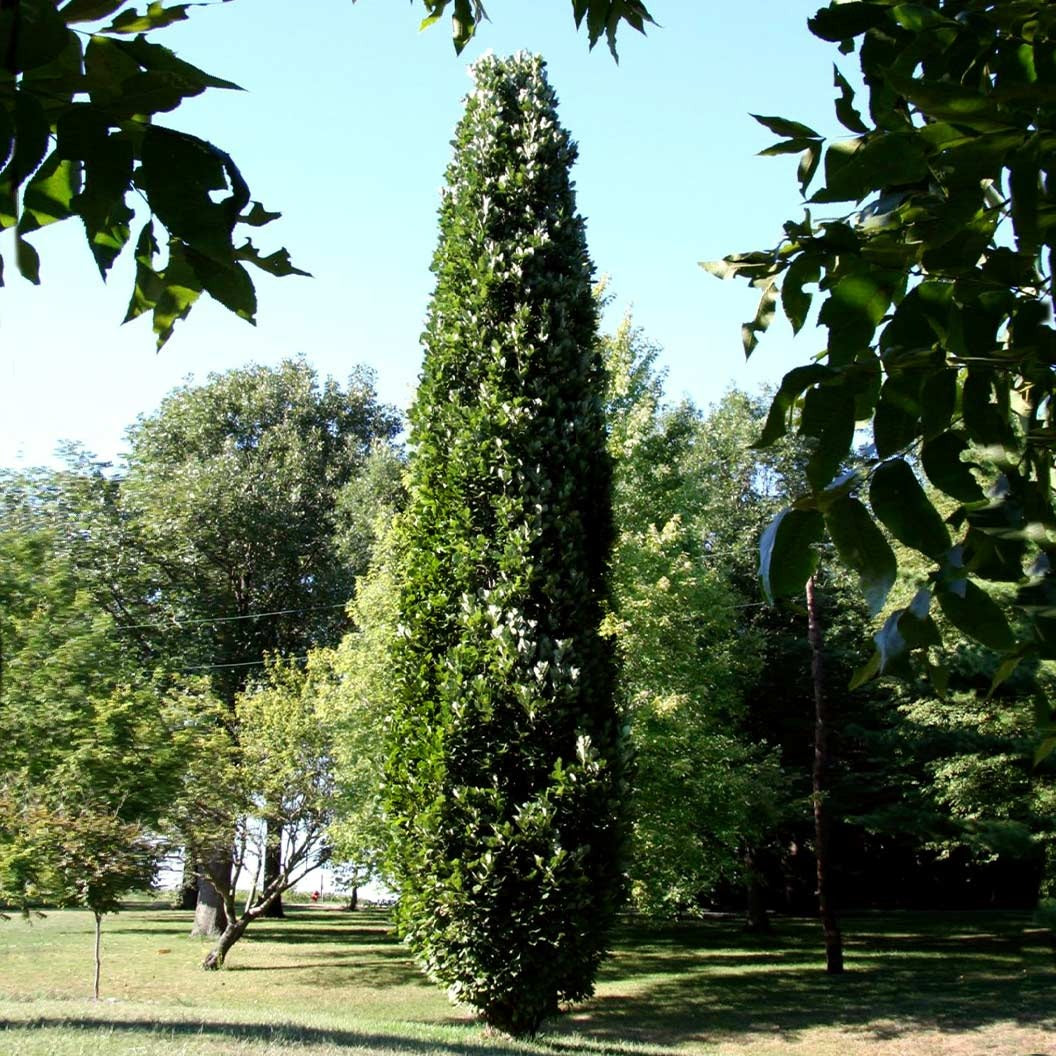 Kindred Spirit® Hybrid Oak Tree