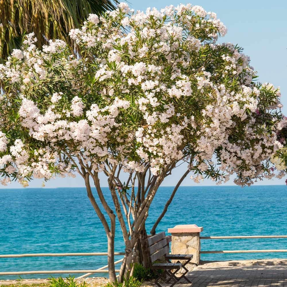 White Nerium Oleander Tree