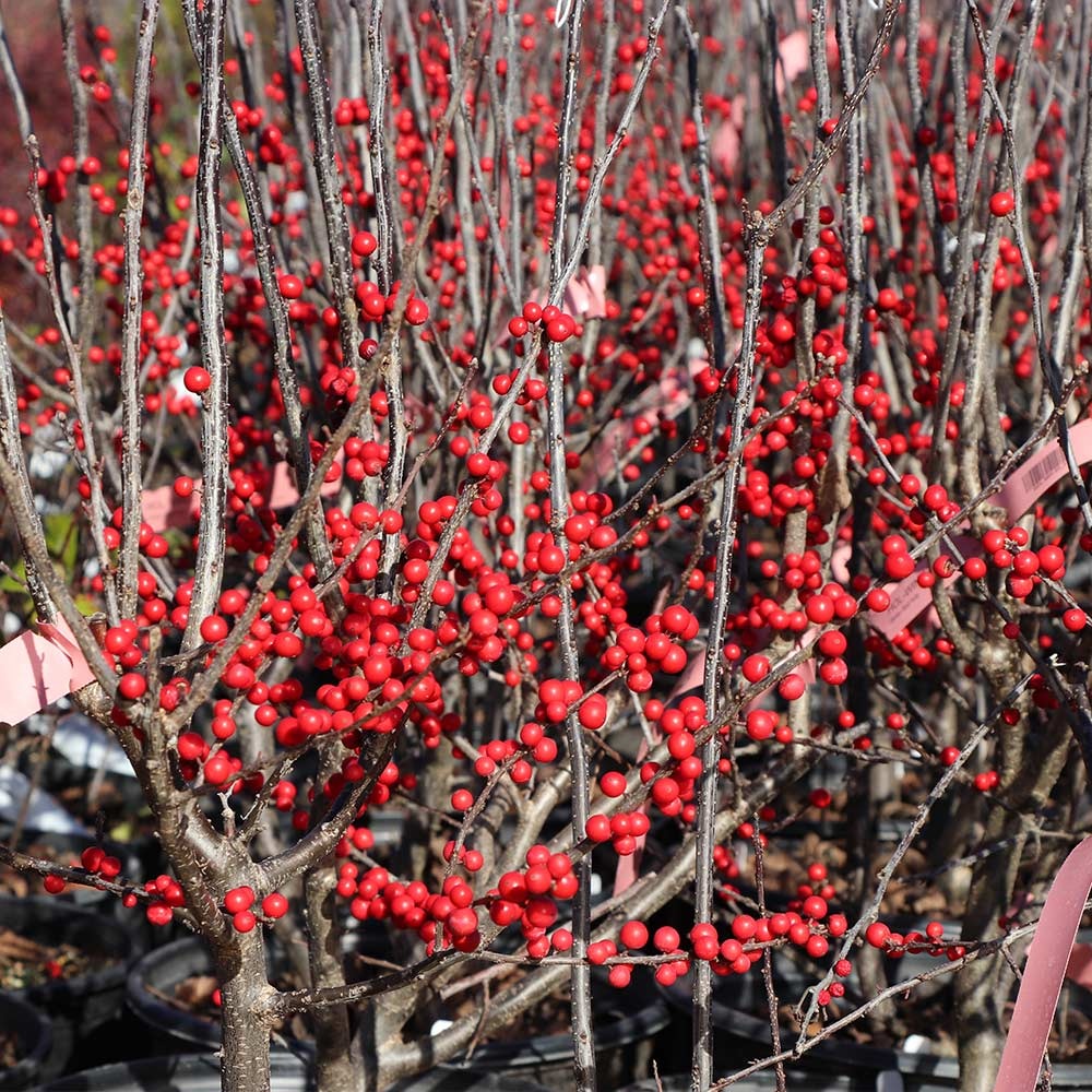 Winter Red Winterberry Holly Shrub