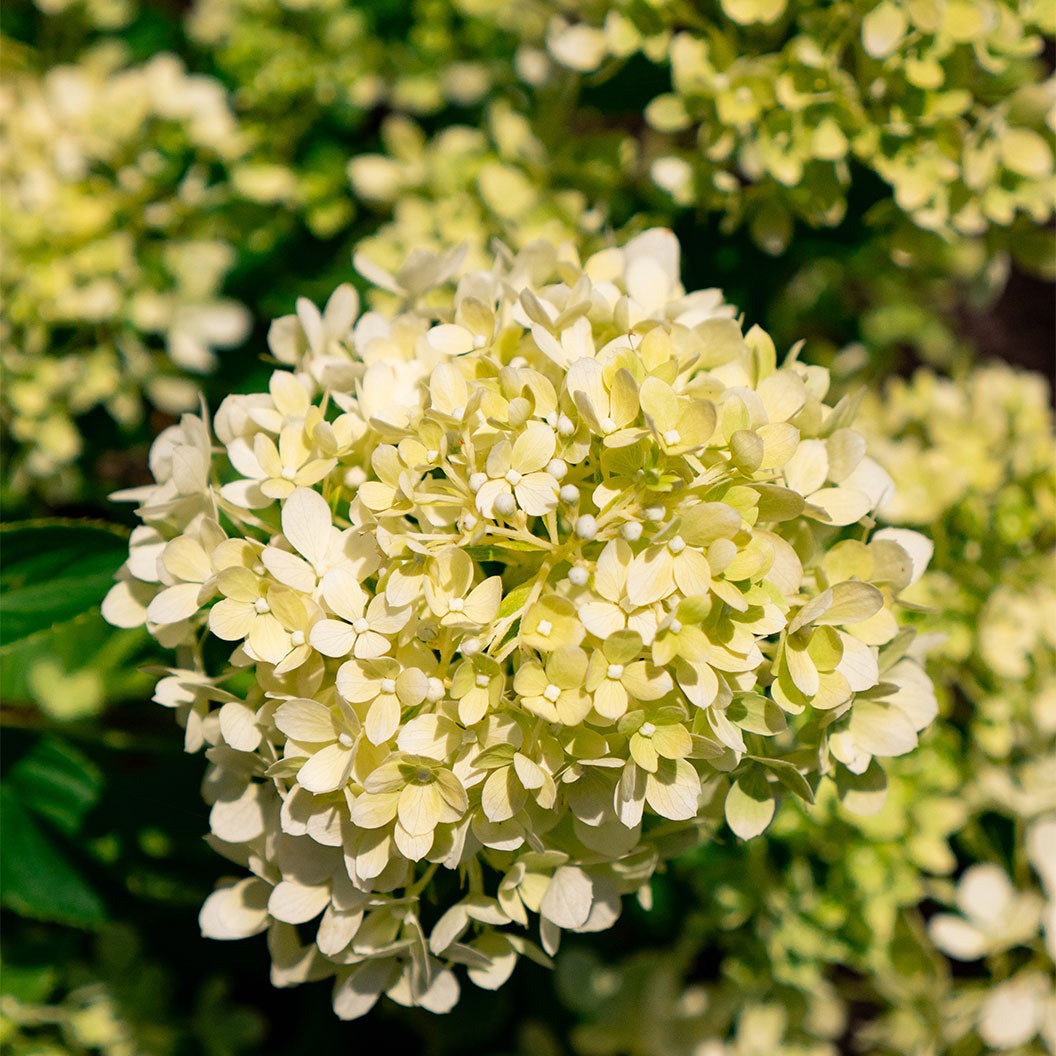 Bubble BathTM Hardy Panicle Hydrangea Shrub