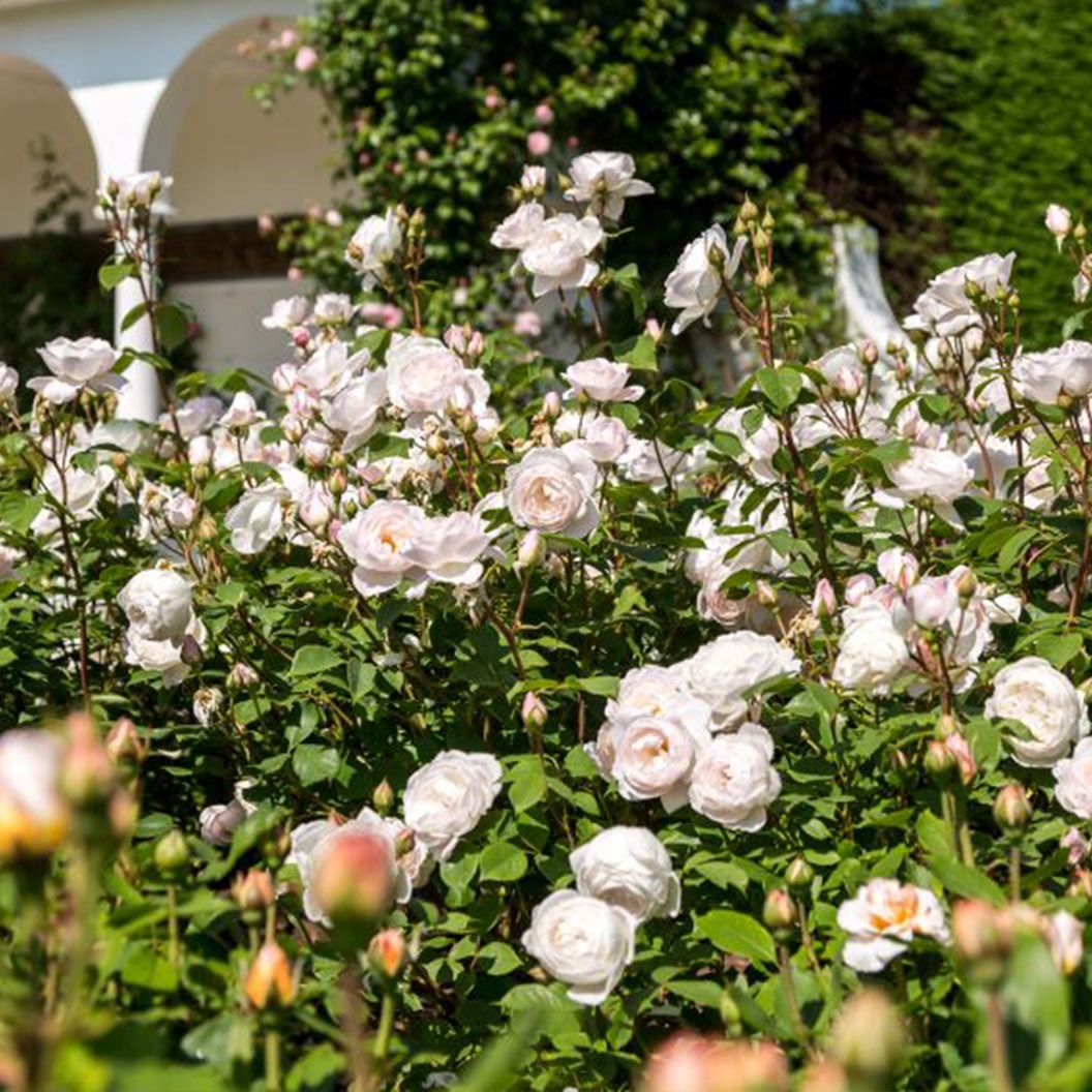 David Austin® DesdemonaTM Rose Shrub