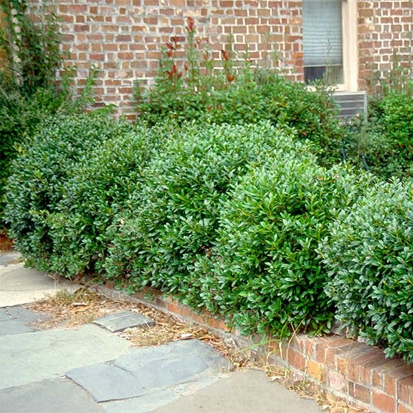 Carissa Holly Shrub
