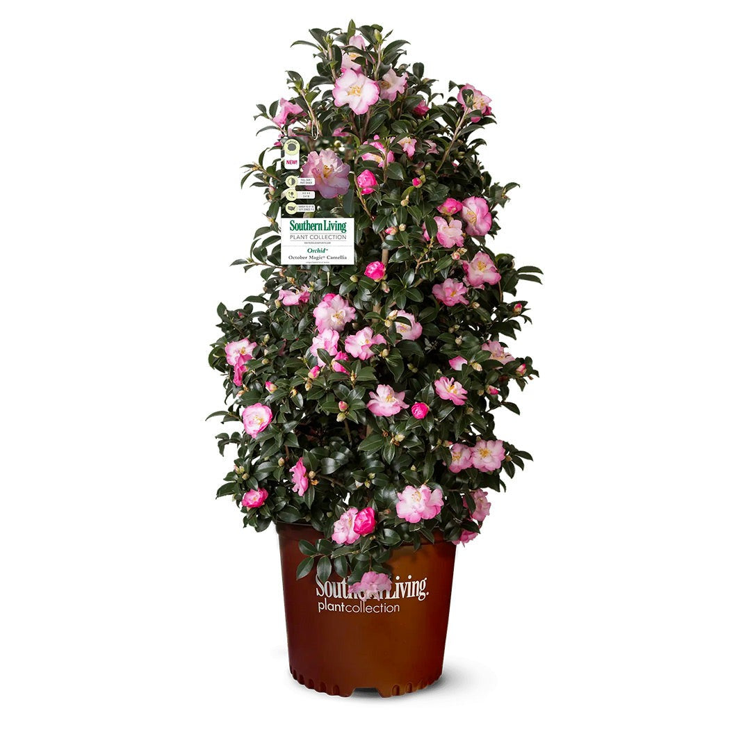 Southern Living® October Magic® OrchidTM Camellia Shrub