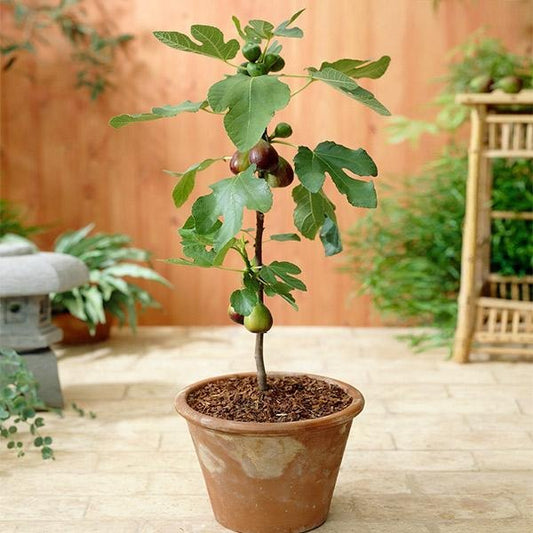 Southern Living® Little Miss FiggyTM Tree