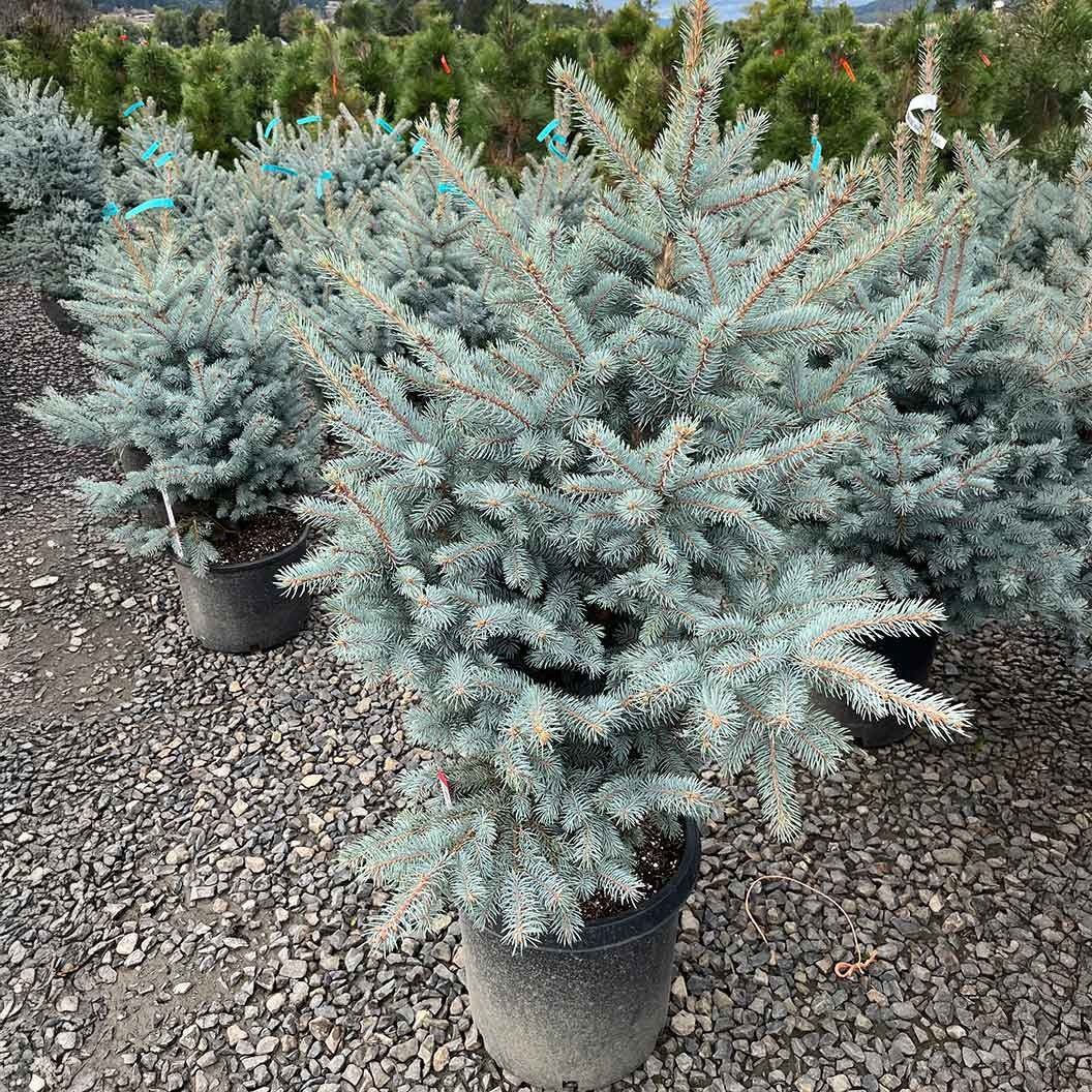 Blue Waves Colorado Spruce Tree