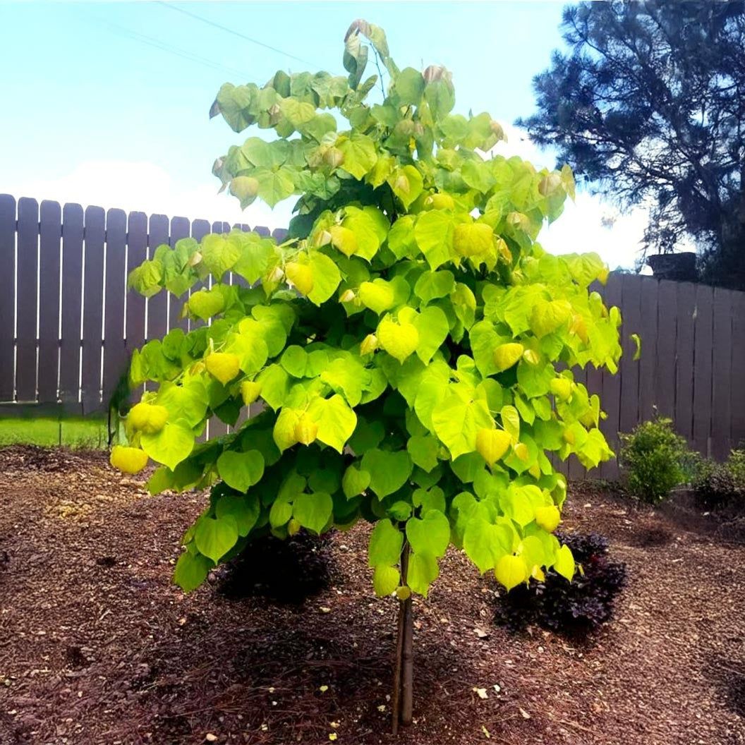 Rise 'N Shine Redbud Tree