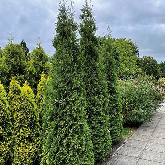 Private JetTM Arborvitae