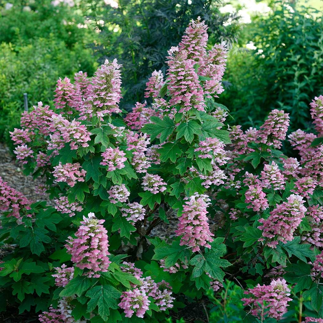 Proven Winners® Gatsby Pink® Oakleaf Hydrangea Shrub