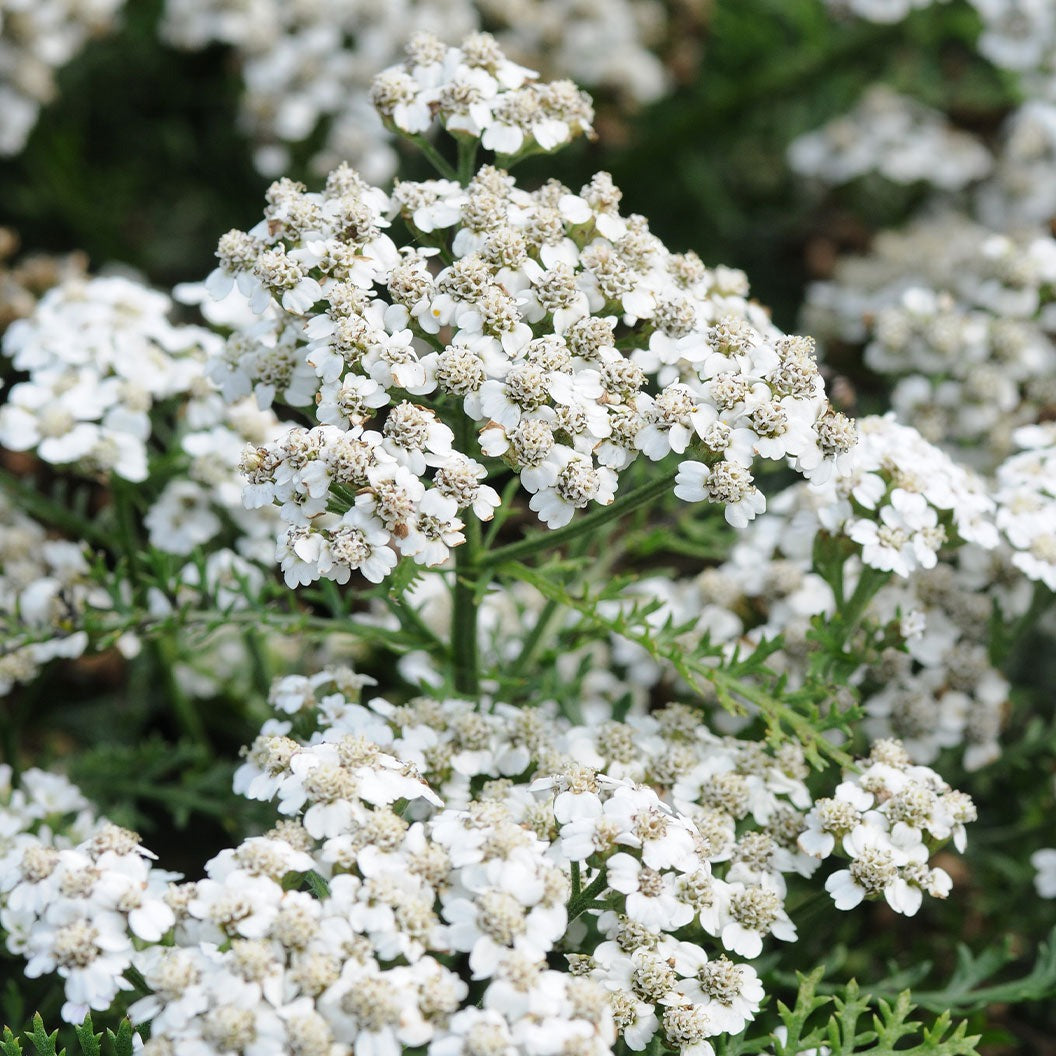 New VintageTM White Yarrow Plant