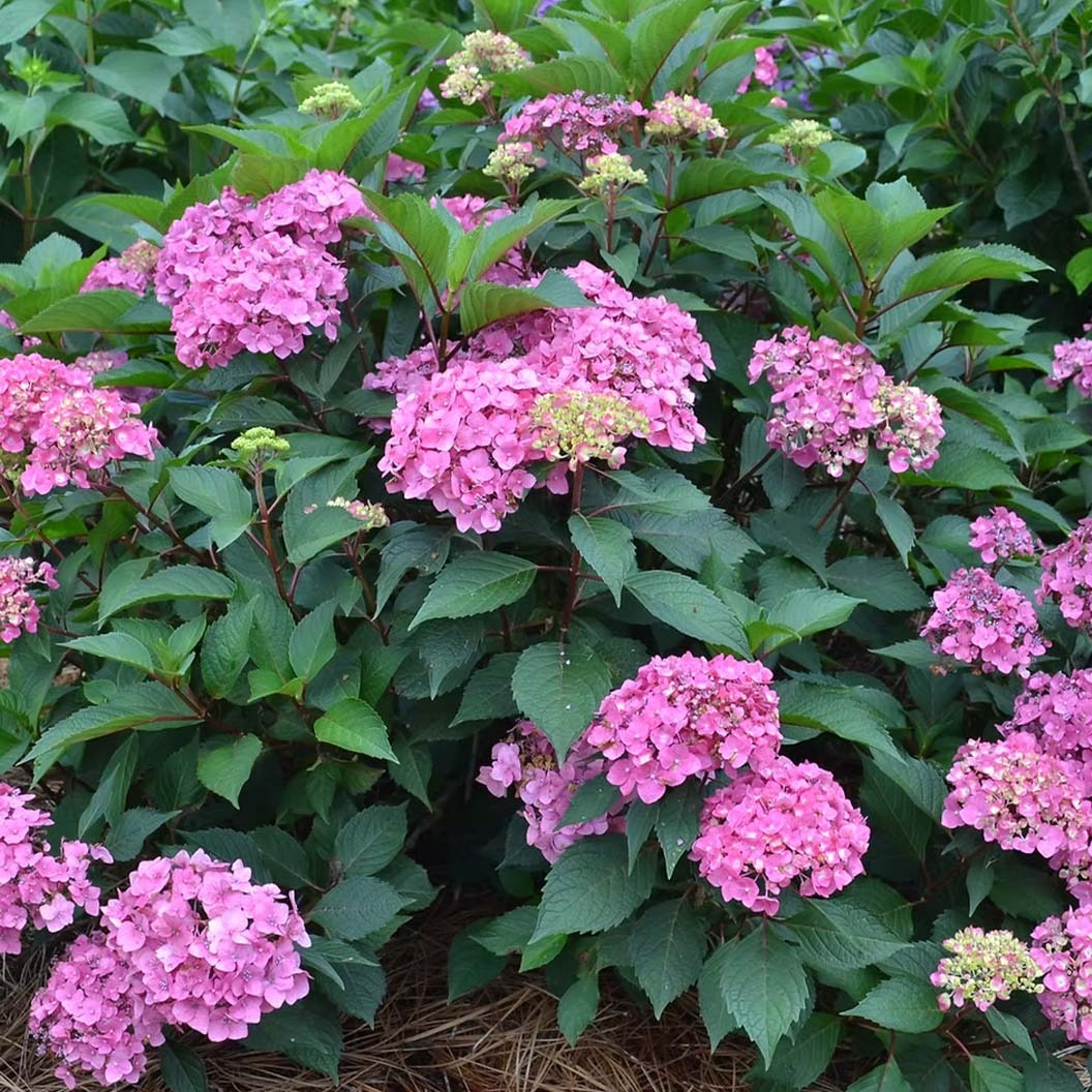 Garden District Show StopperTM Hydrangea Bush