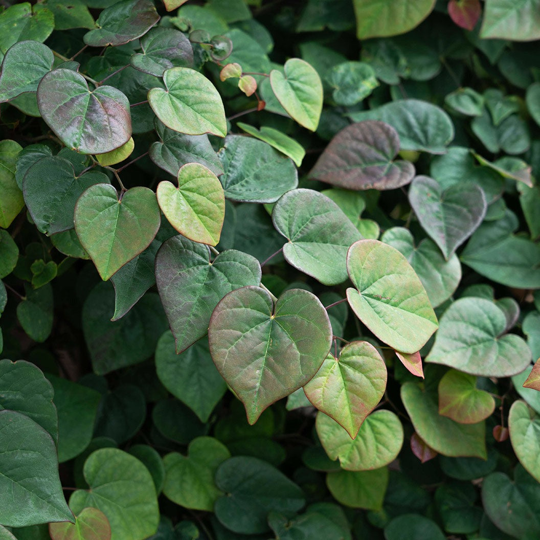 Garden Gems Emerald Falls Redbud Tree