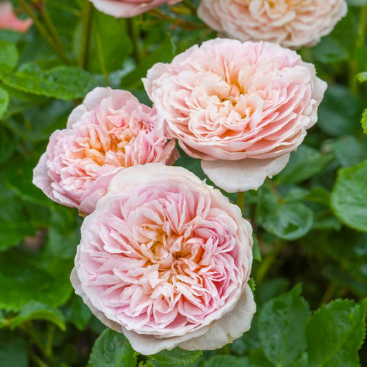 David Austin® Emily BrontëTM Rose Shrub