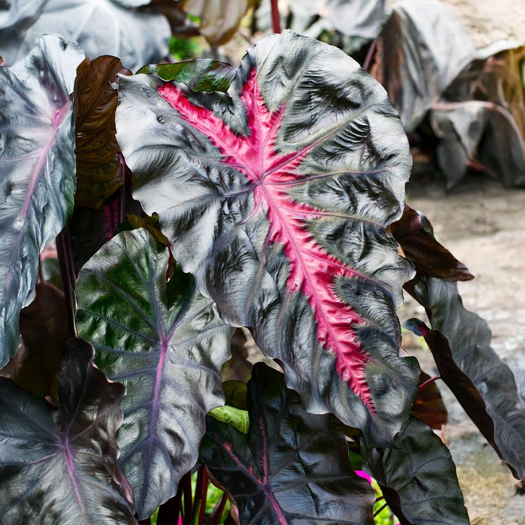 RedemptionTM Colocasia Plant