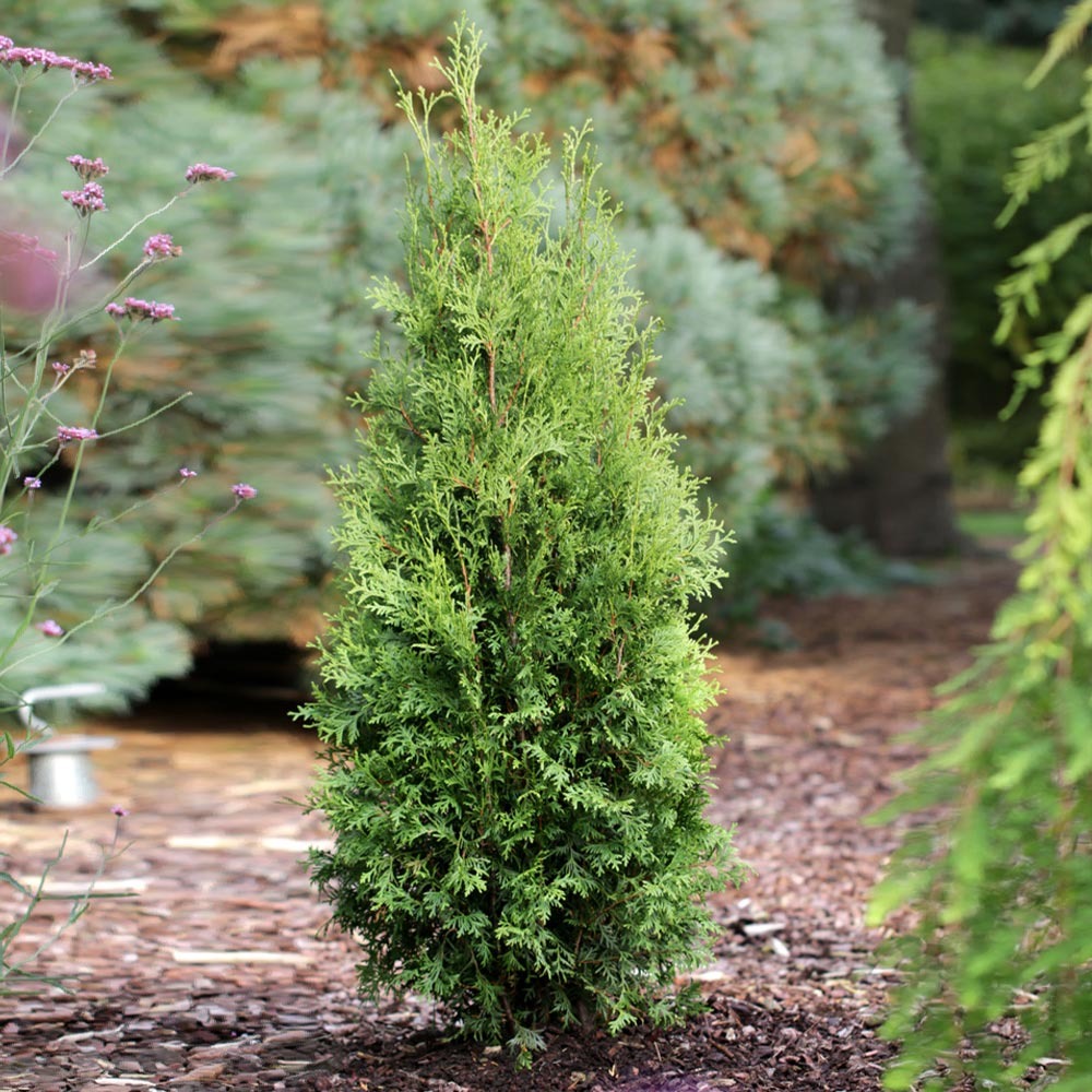 Private JetTM Arborvitae
